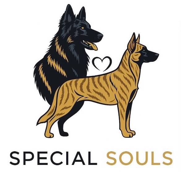 Special Souls Zucht f&uuml;r Holl&auml;ndische Sch&auml;ferhunde